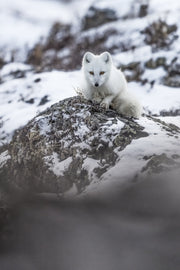 Renard arctique 040