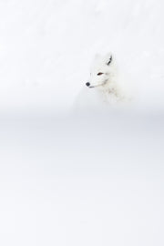 Renard arctique 045