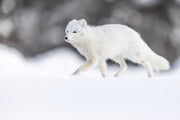 Renard arctique 049