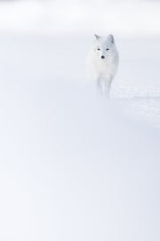 Renard arctique 052