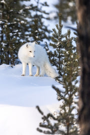Renard arctique 058
