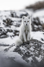 Renard arctique 006