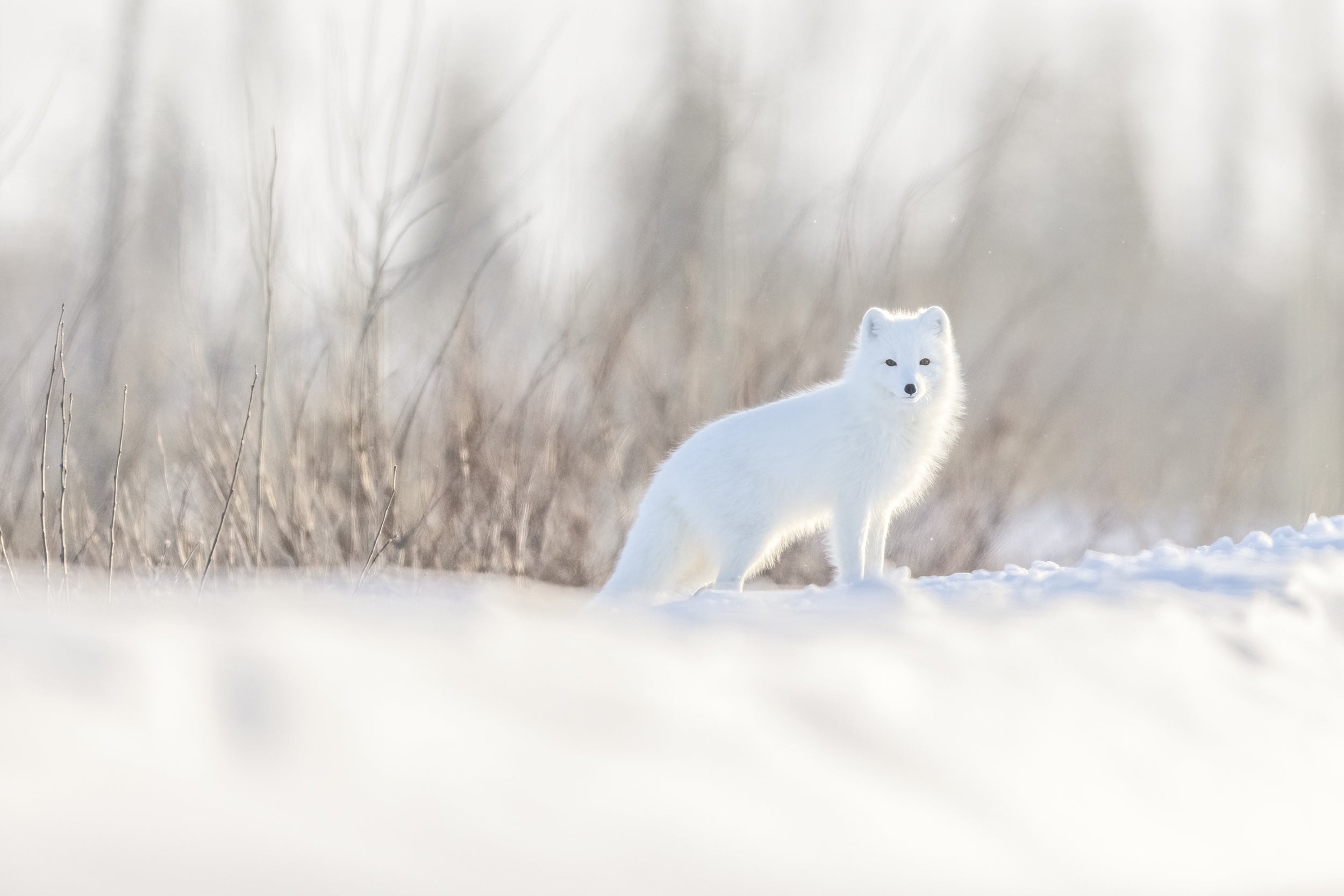 Renard arctique 061