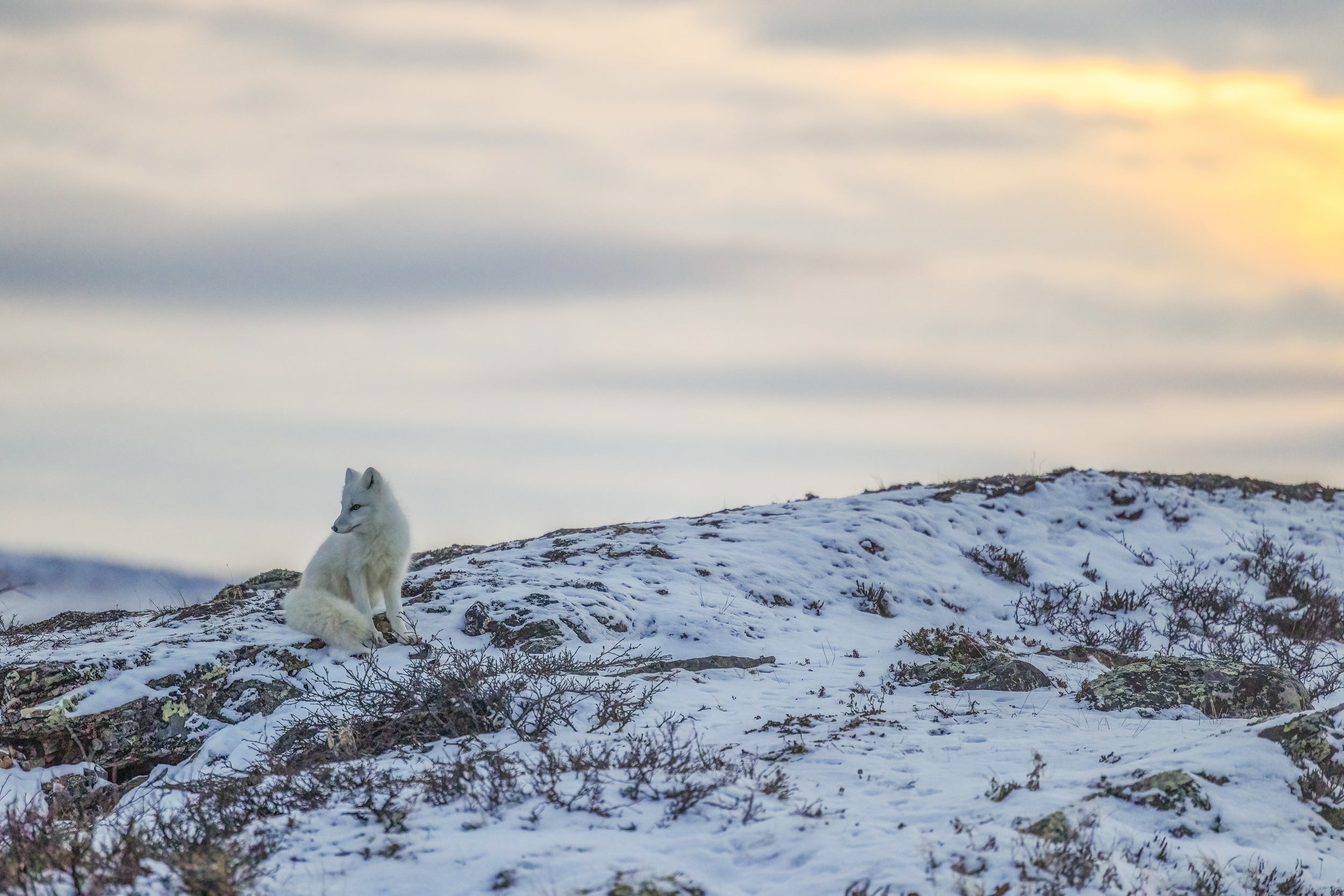 Renard arctique 009