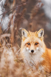 Renard roux - Été 100