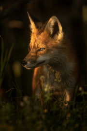 Renard roux - Été 007