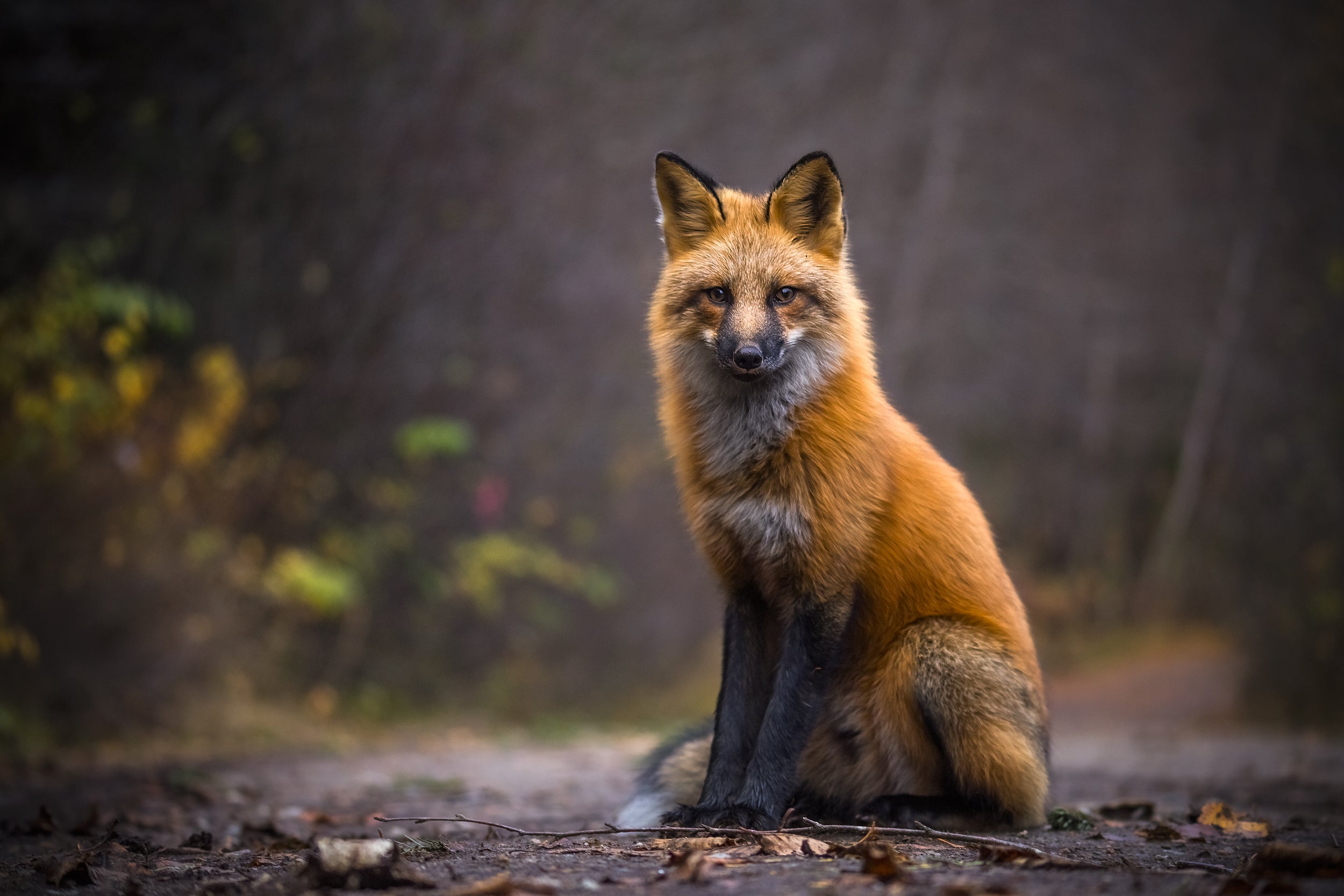 Renard roux - Été 008