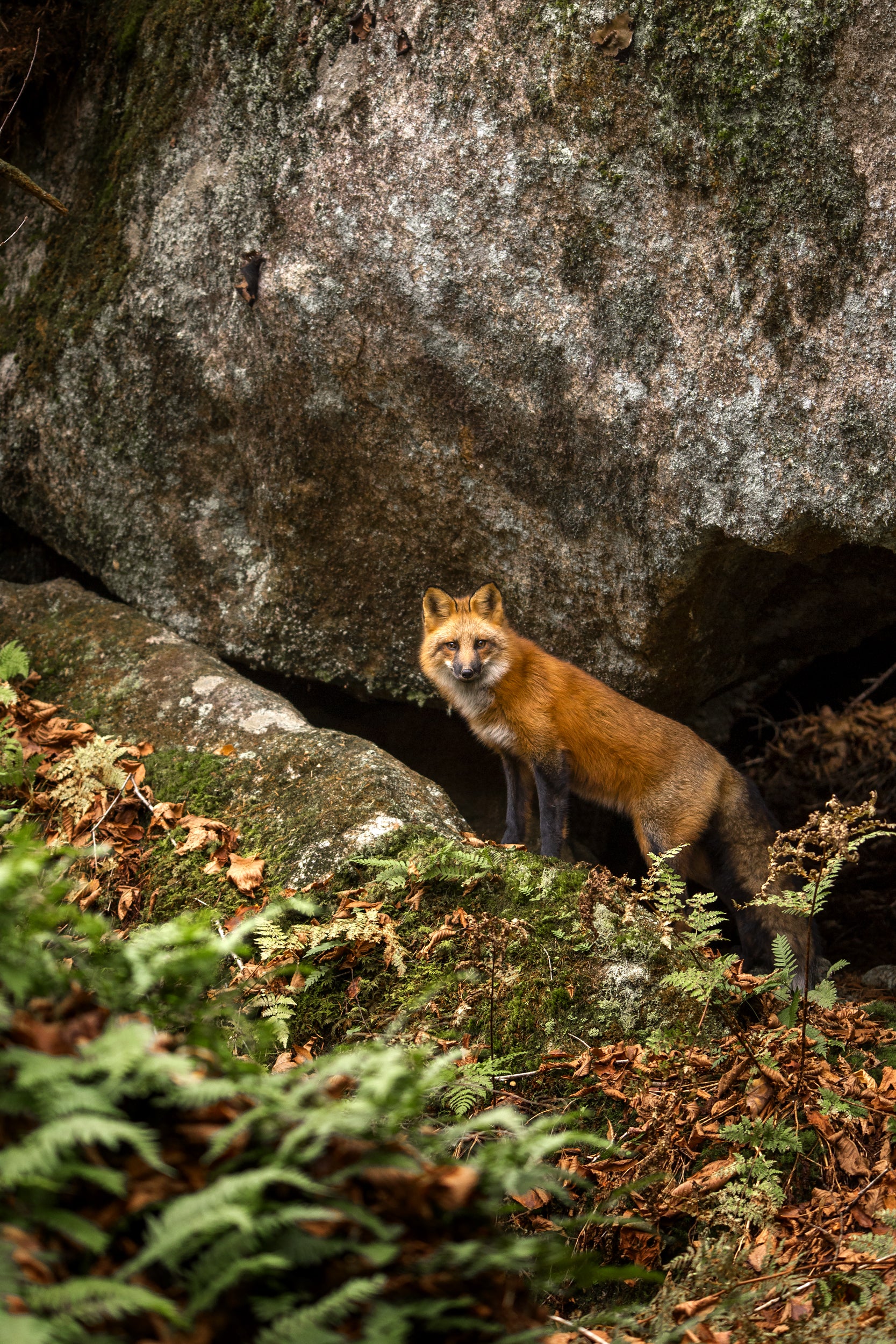 Renard roux - Été 011