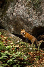 Renard roux - Été 011