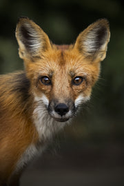 Red Fox - Summer 017