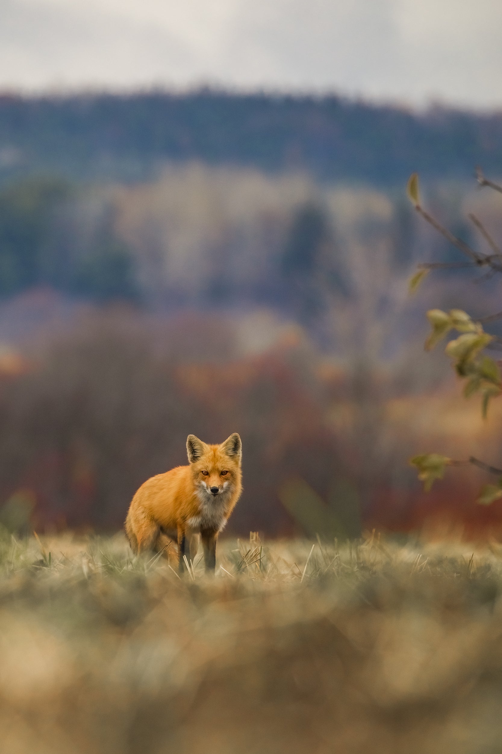 Renard roux - Été 019