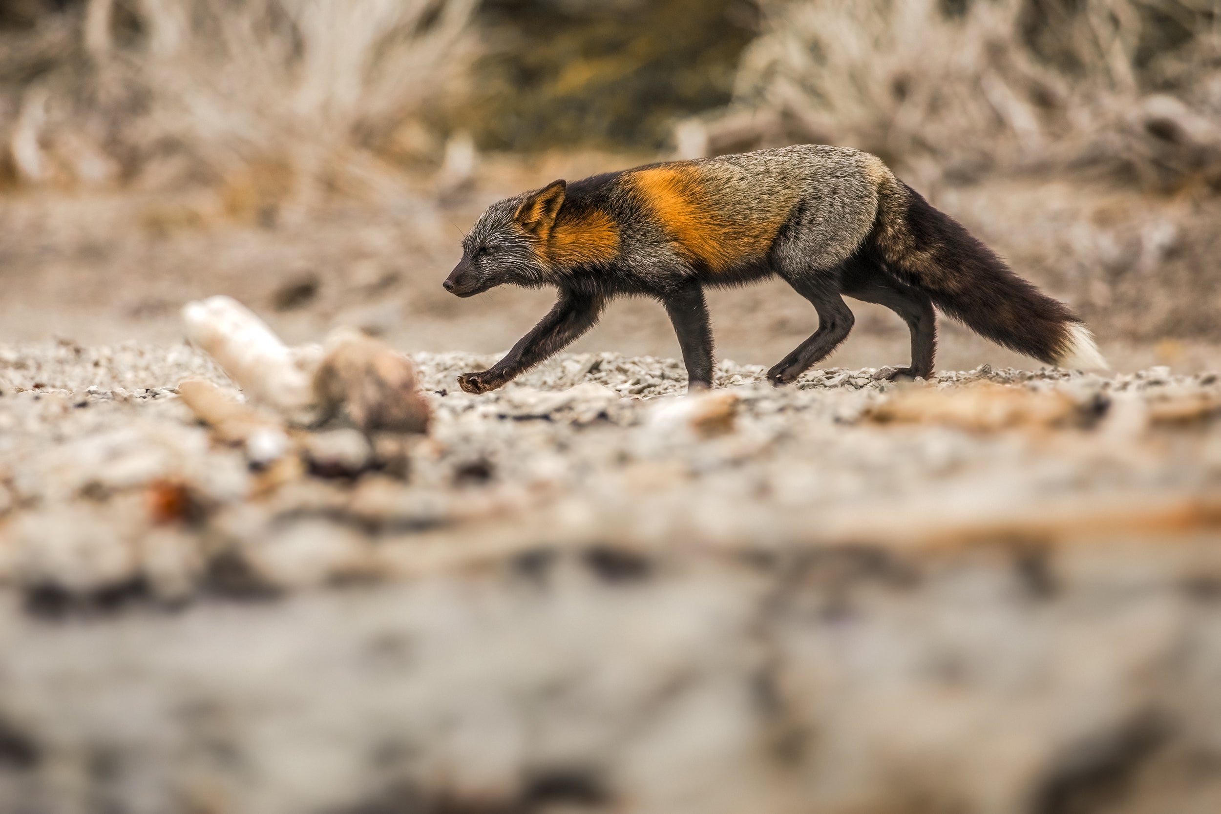 Renard roux - Été 026