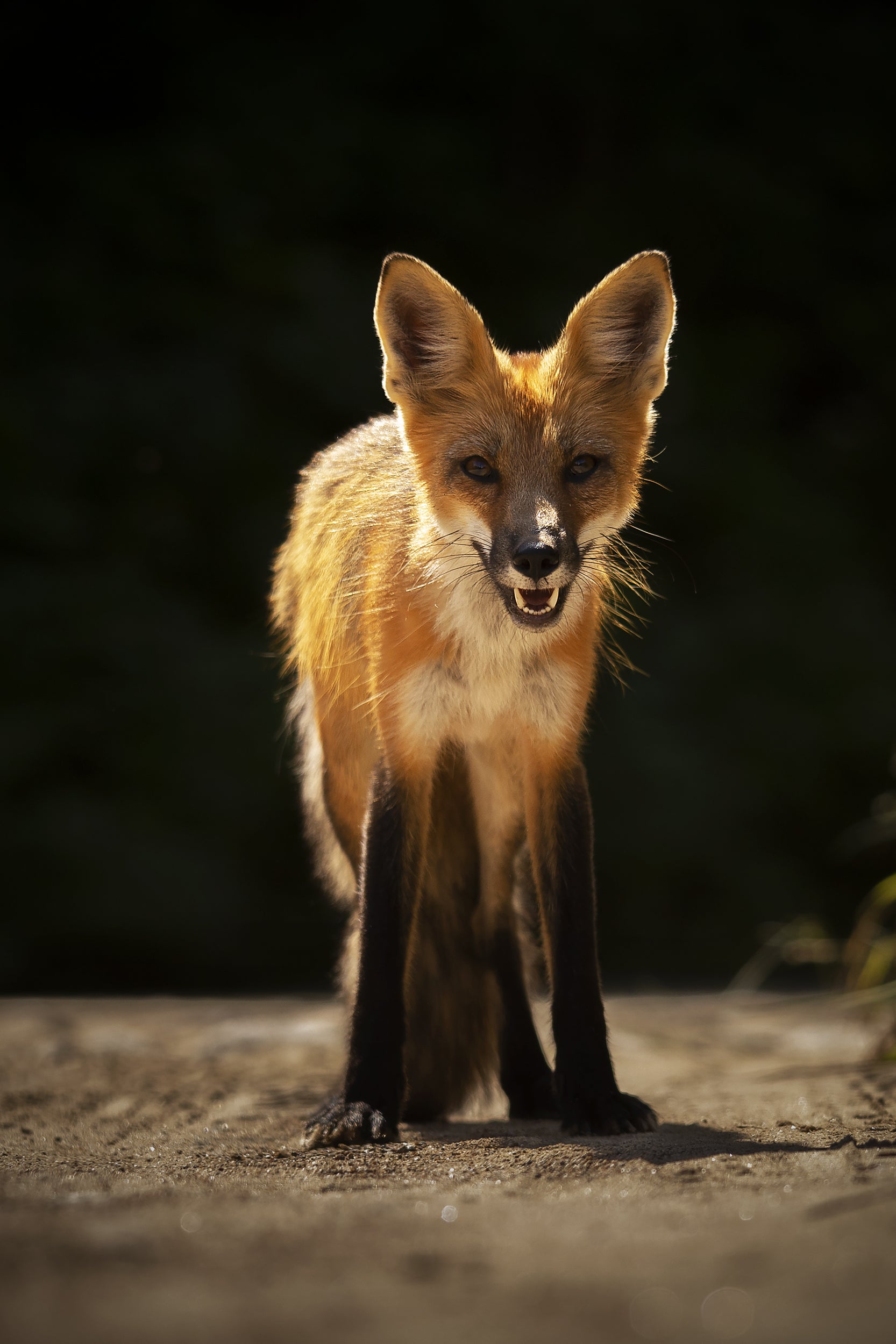 Renard roux - Été 031