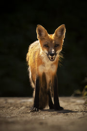 Renard roux - Été 031