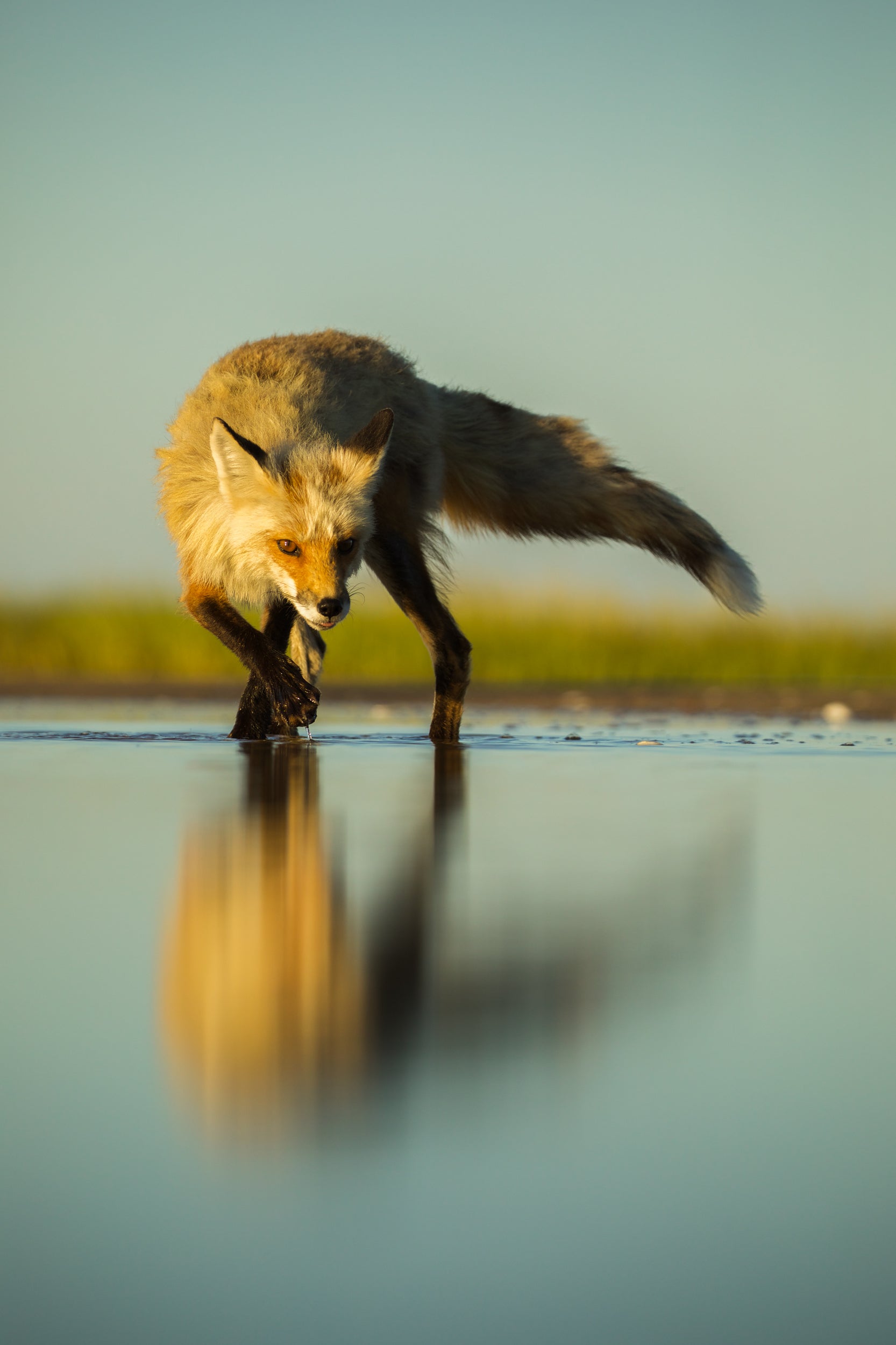 Renard roux - Été 033
