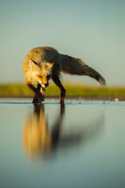 Renard roux - Été 033