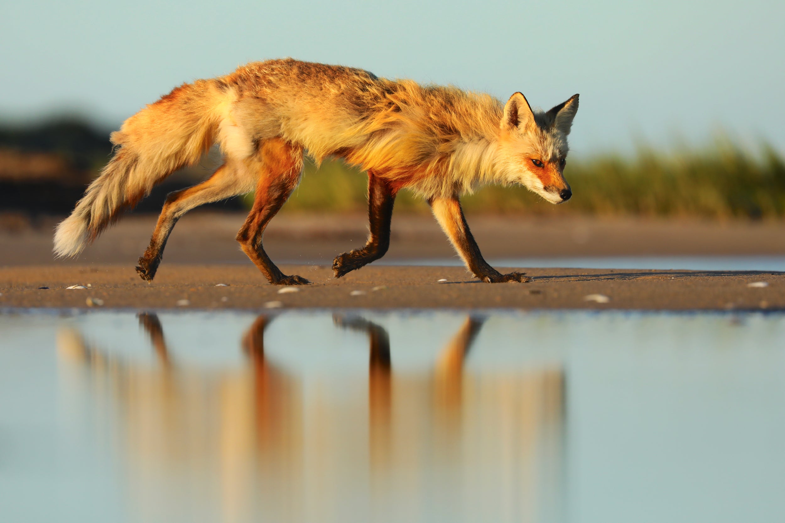 Renard roux - Été 035