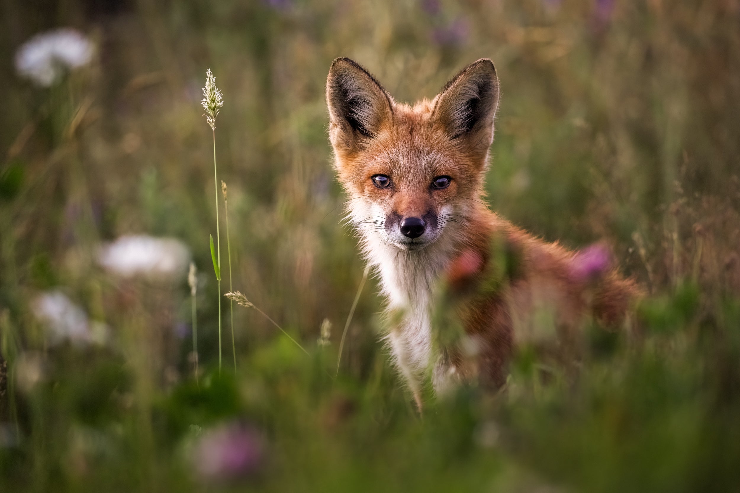 Renard roux - Été 038