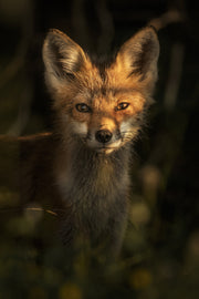 Renard roux - Été 040