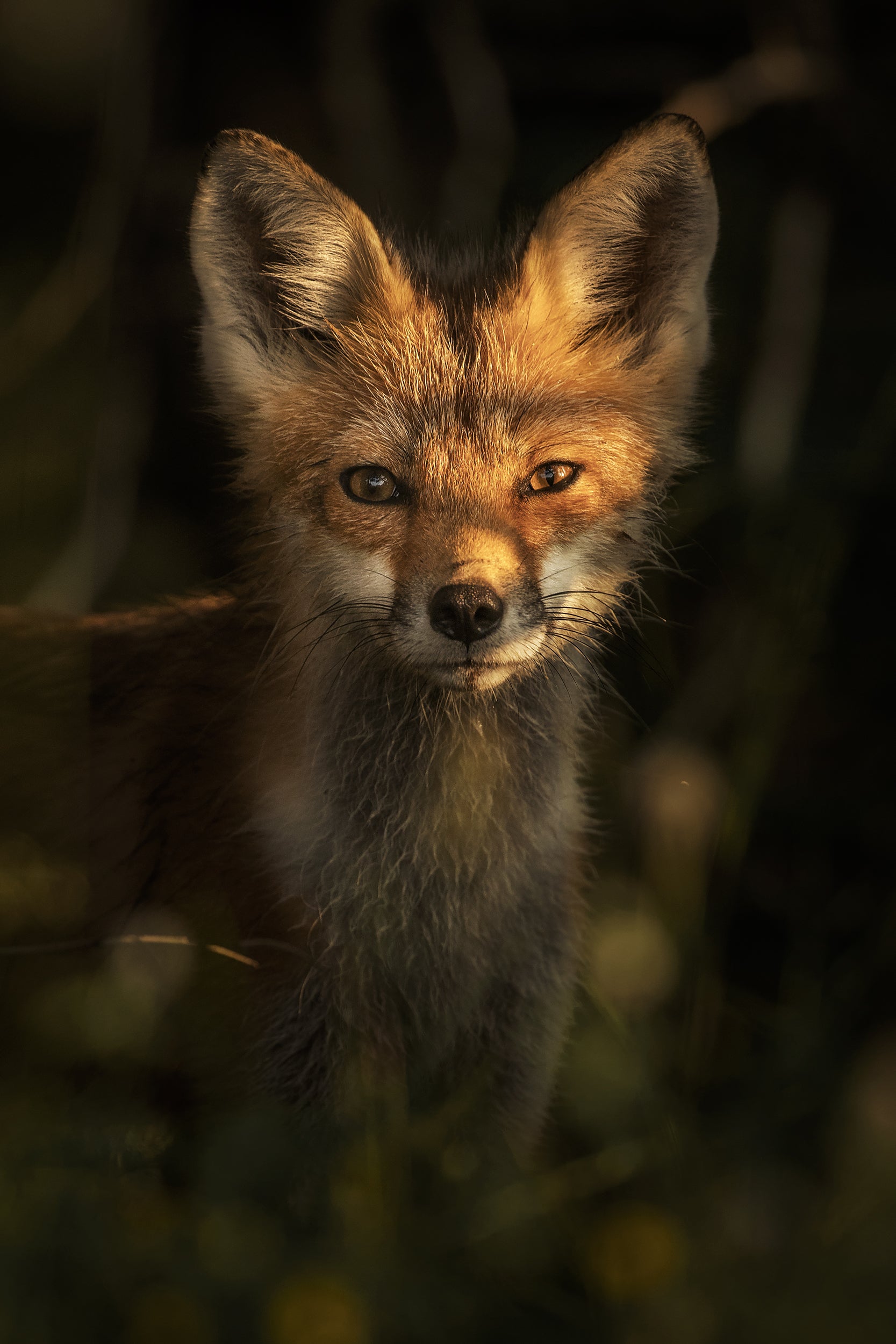 Renard roux - Été 040