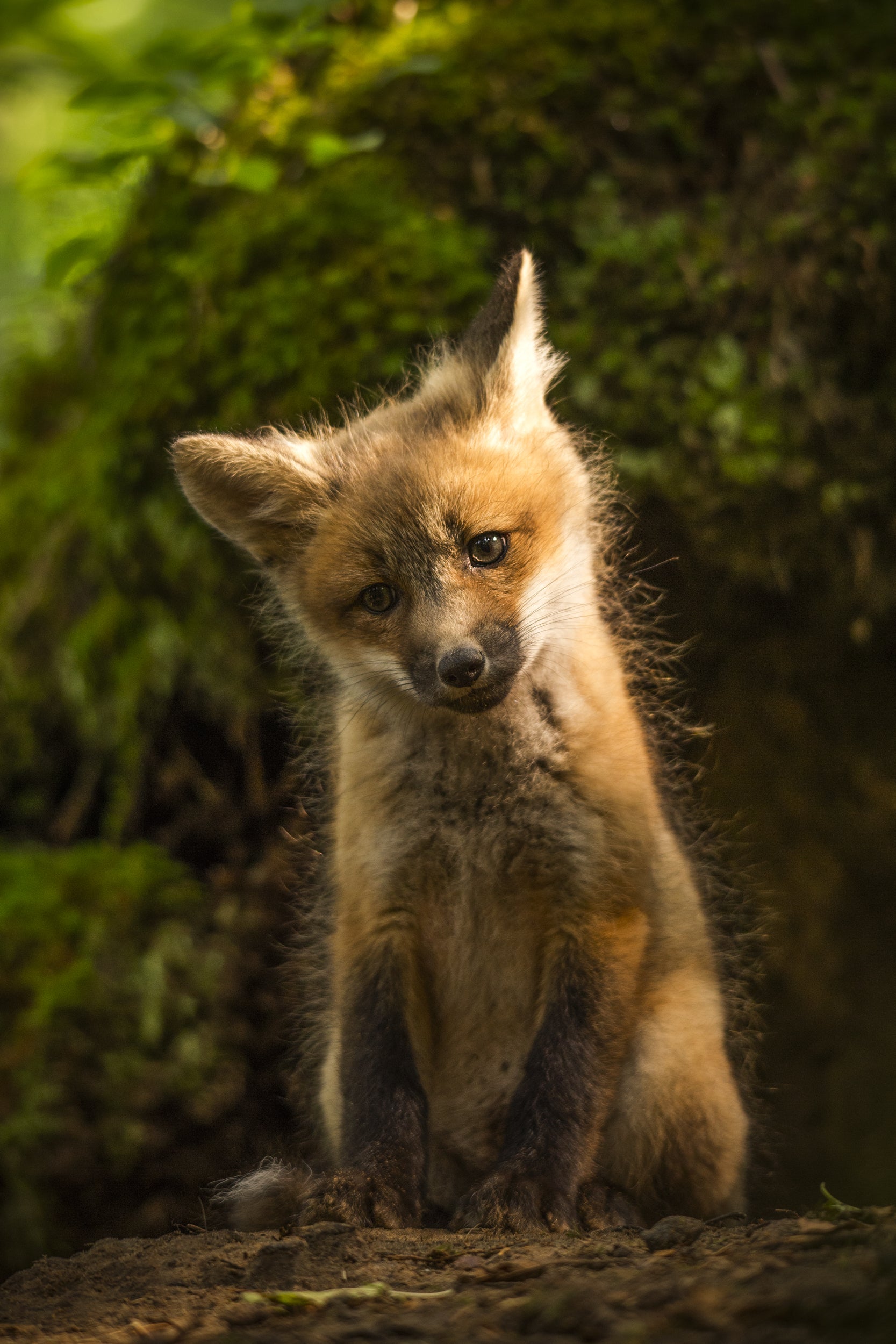 Renard roux - Été 041