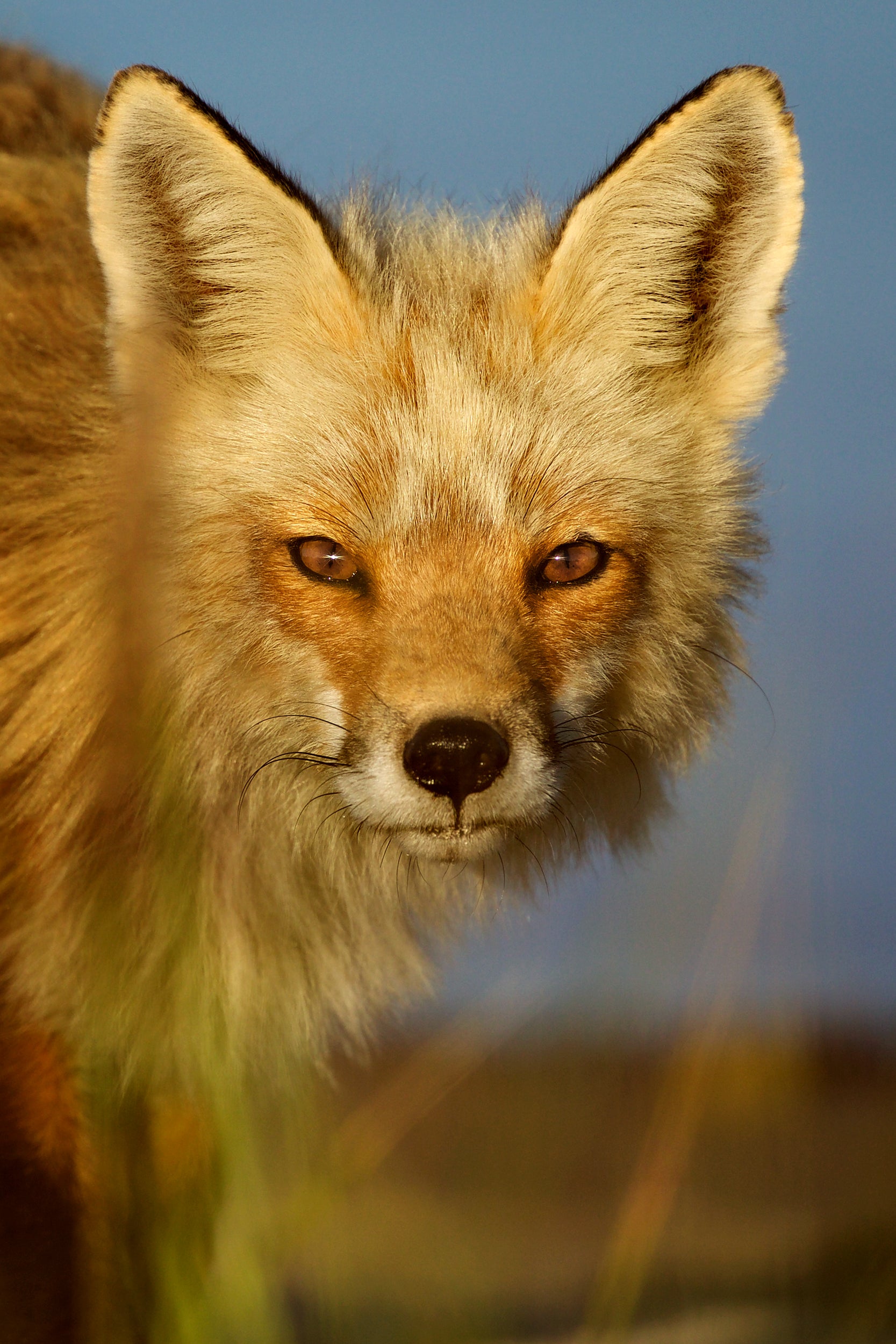 Renard roux - Été 046