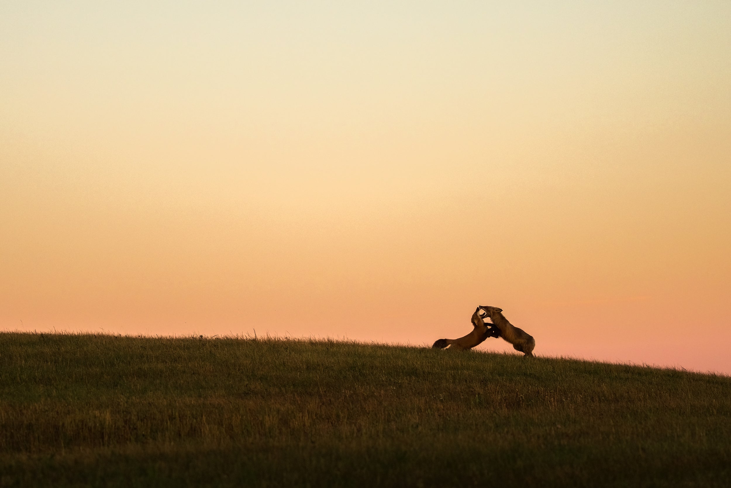 Renard roux - Été 050