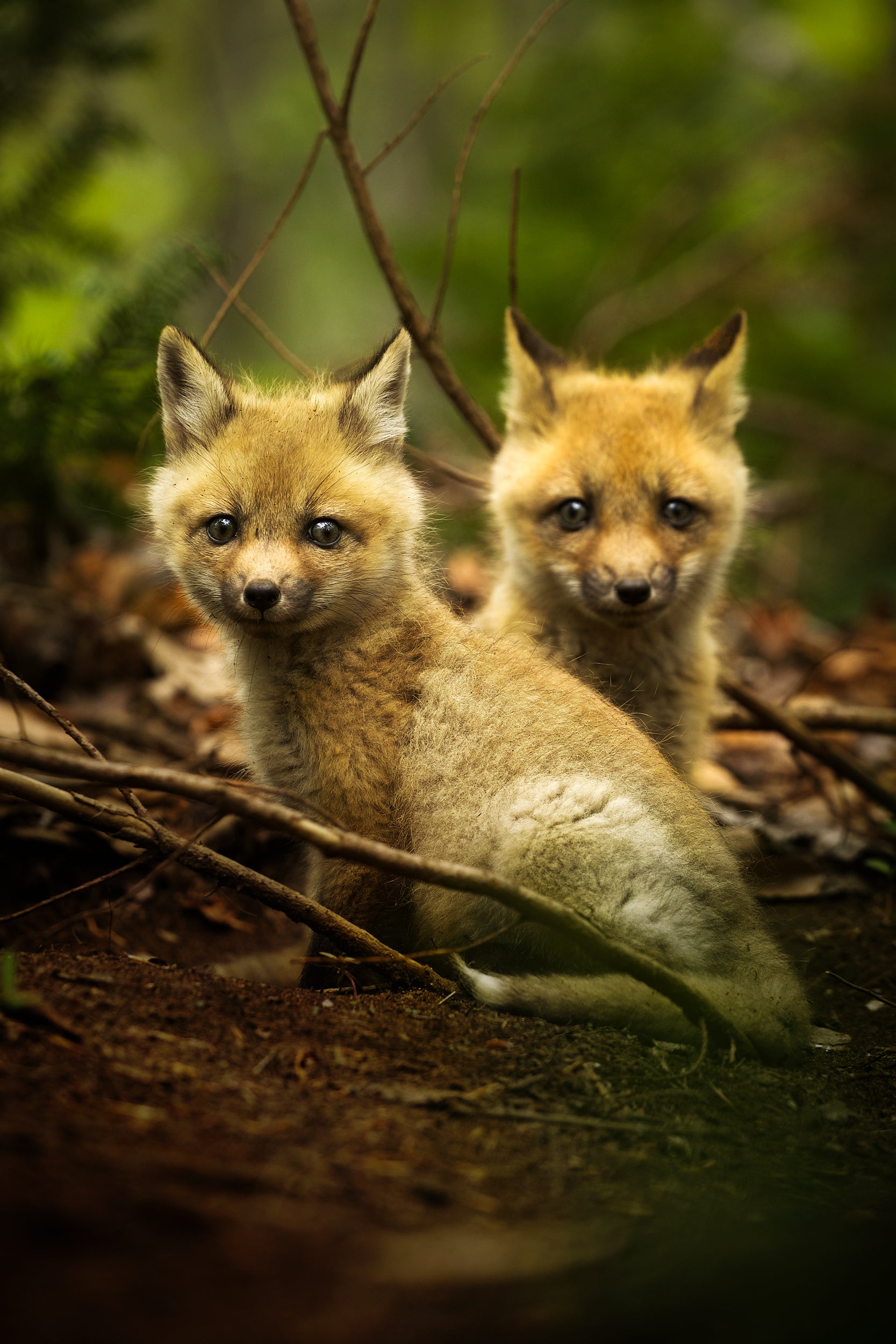 Renard roux - Été 051