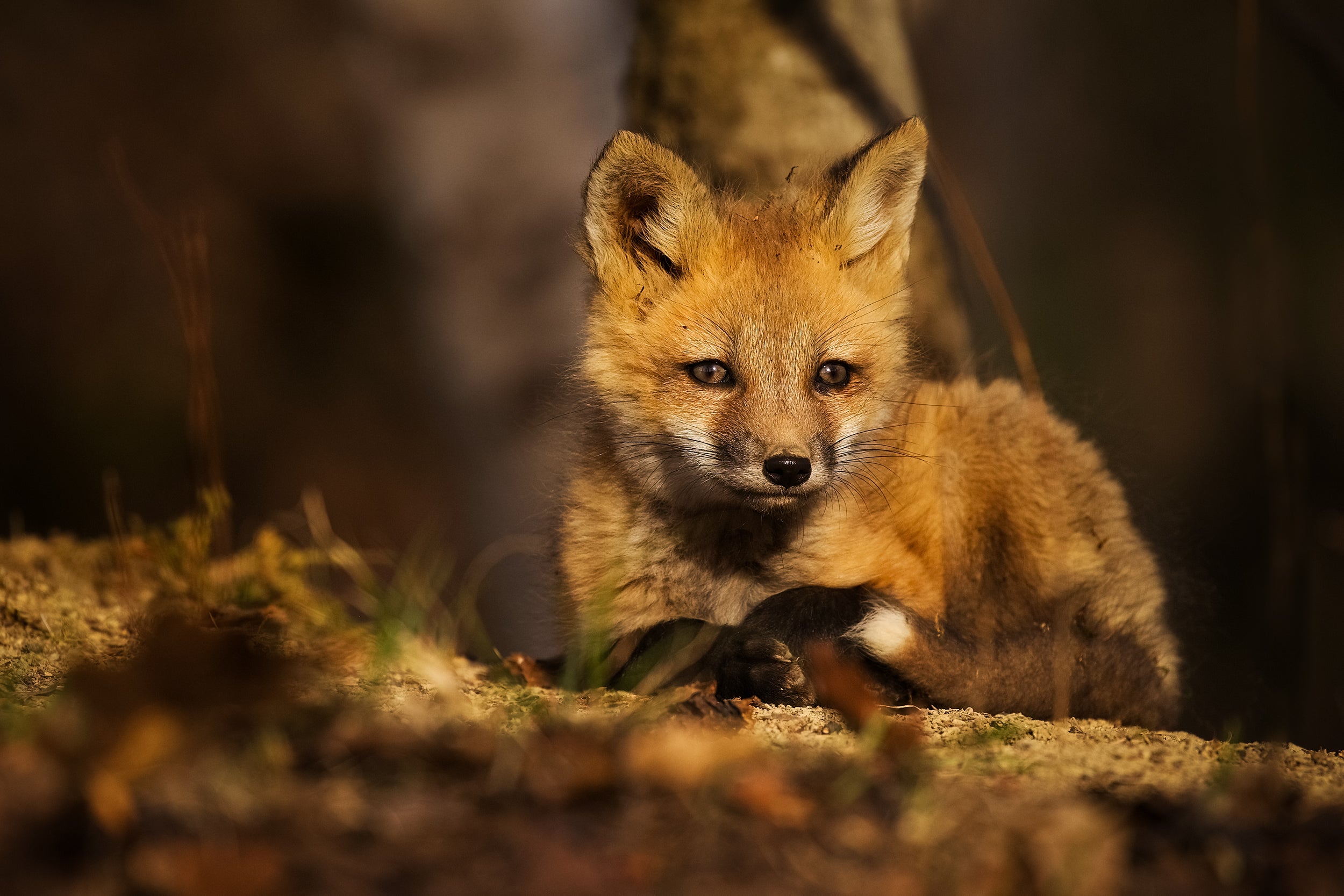 Renard roux - Été 058
