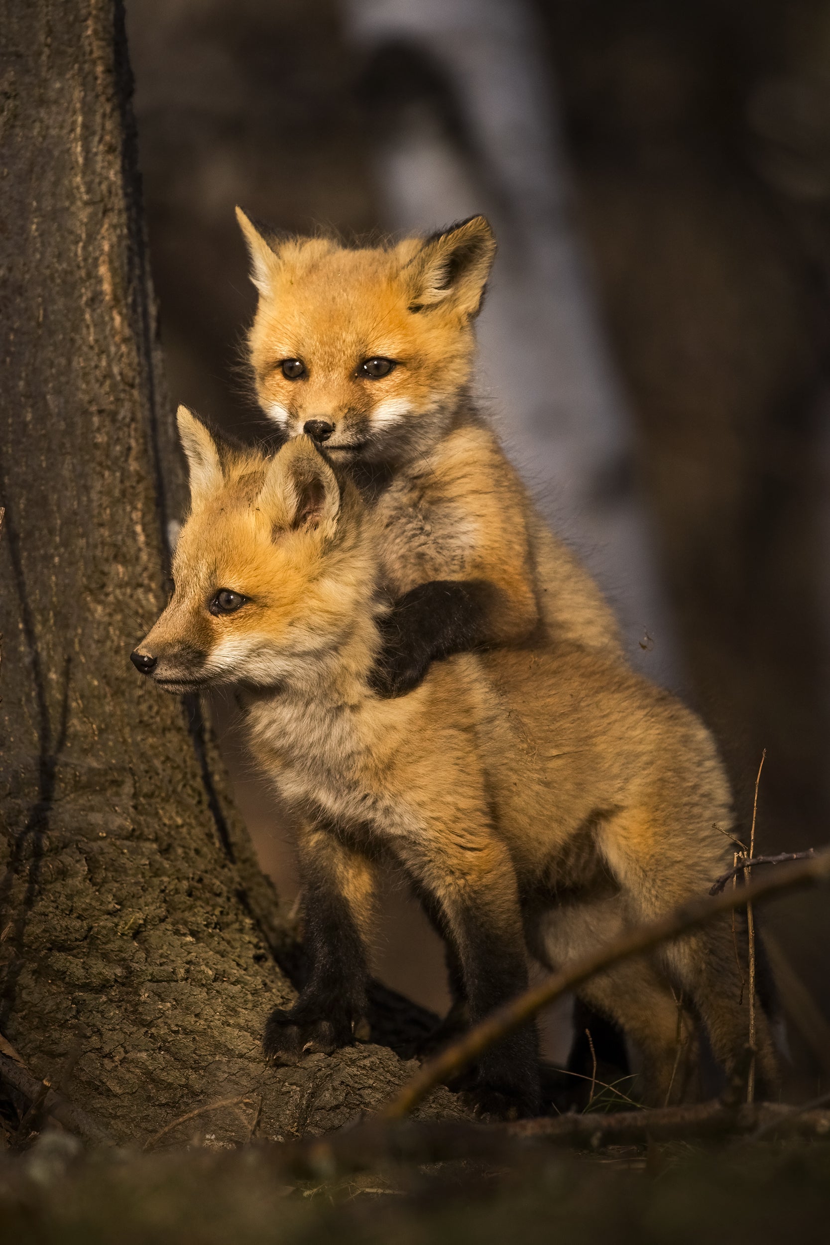 Renard roux - Été 059