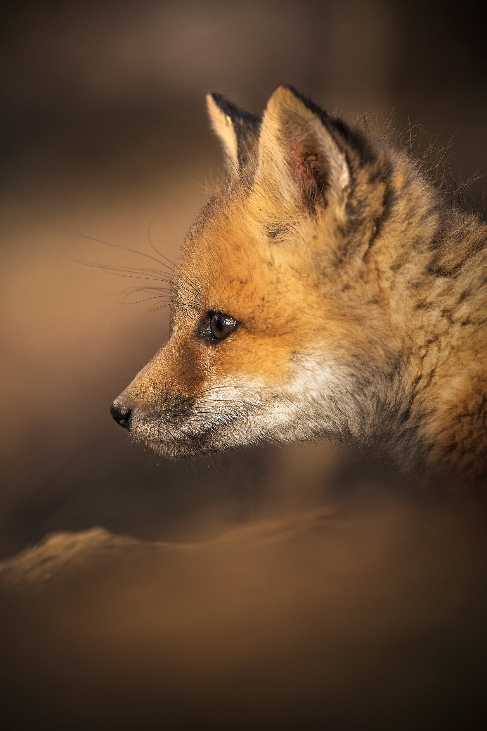 Renard roux - Été 061