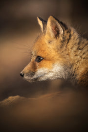 Renard roux - Été 061