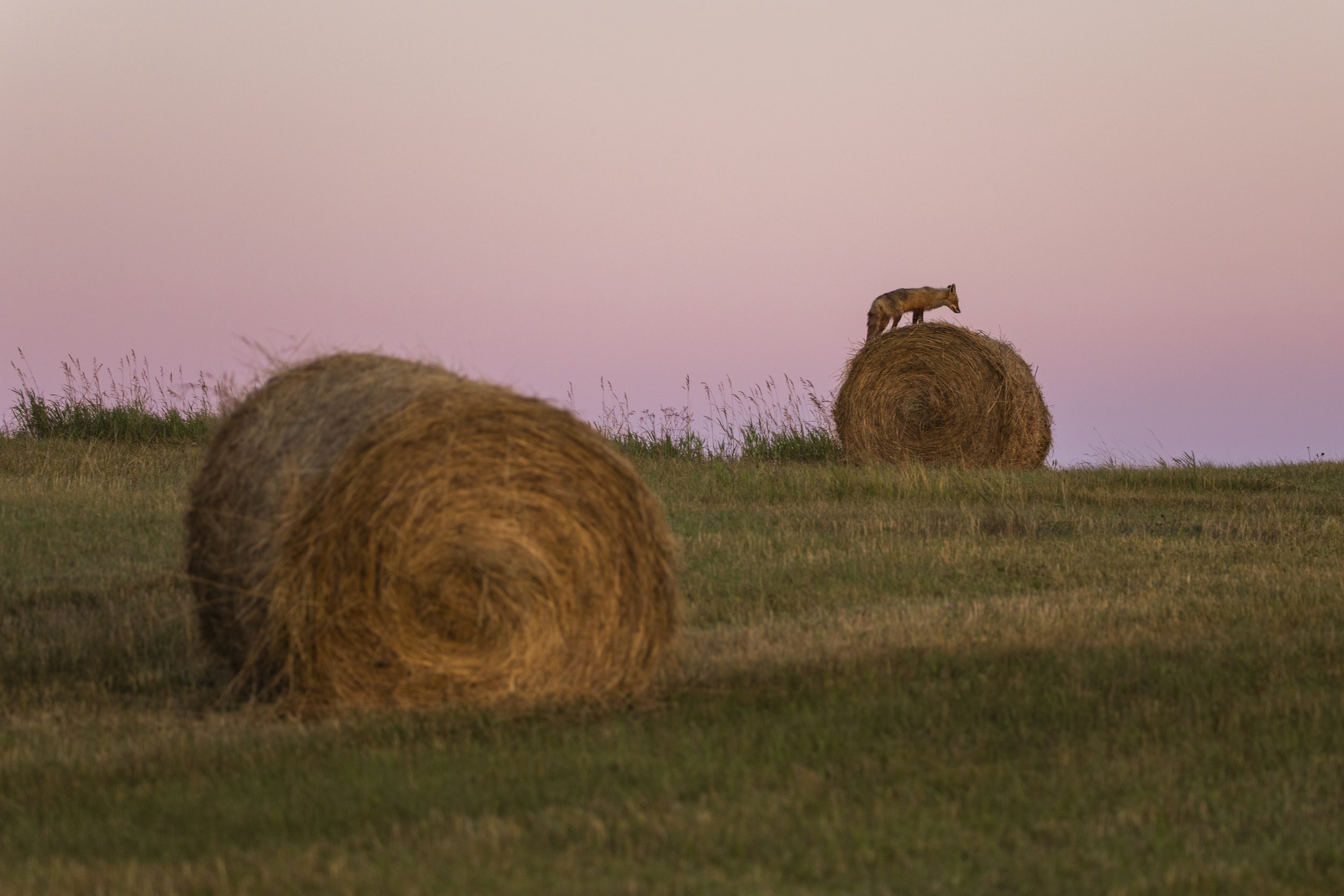 Renard roux - Été 064
