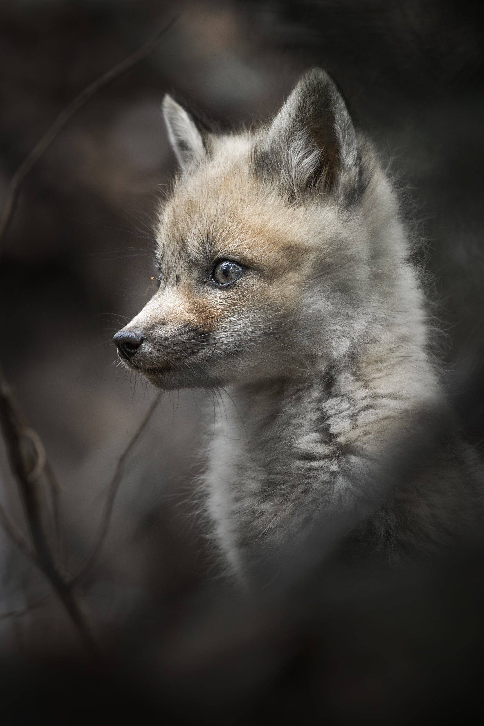 Renard roux - Été 065