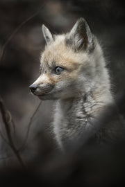 Renard roux - Été 065