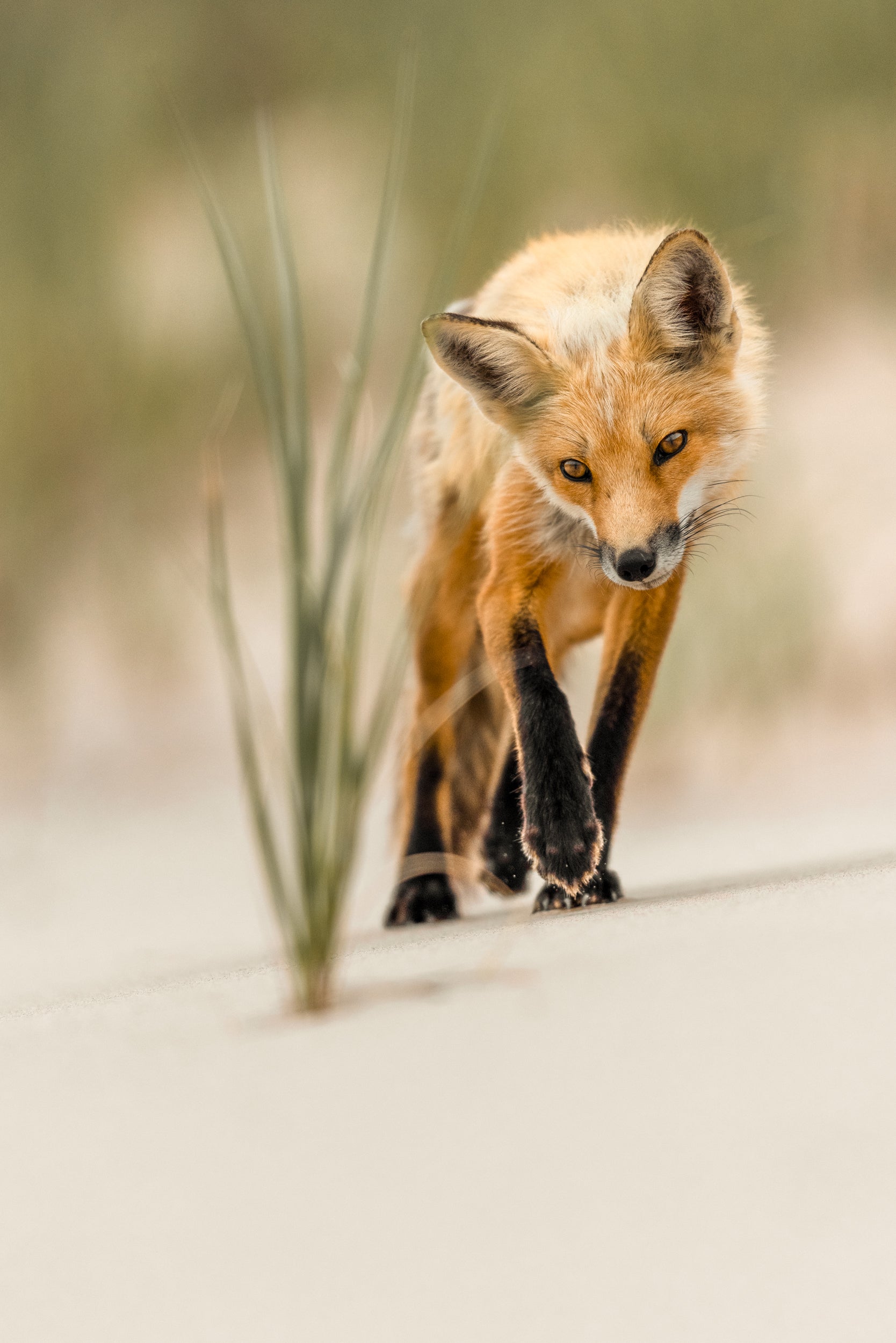 Renard roux - Été 066