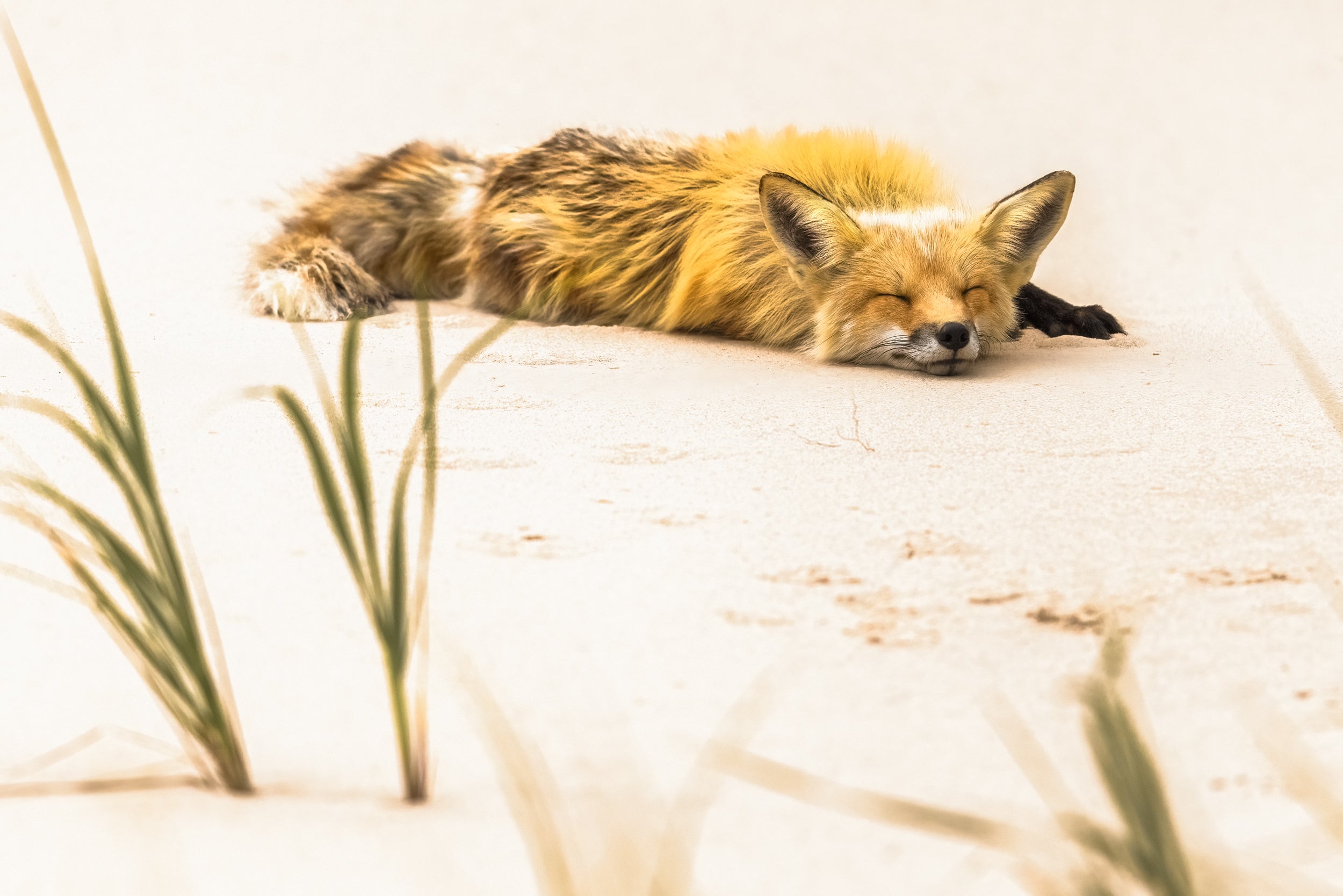 Renard roux - Été 067