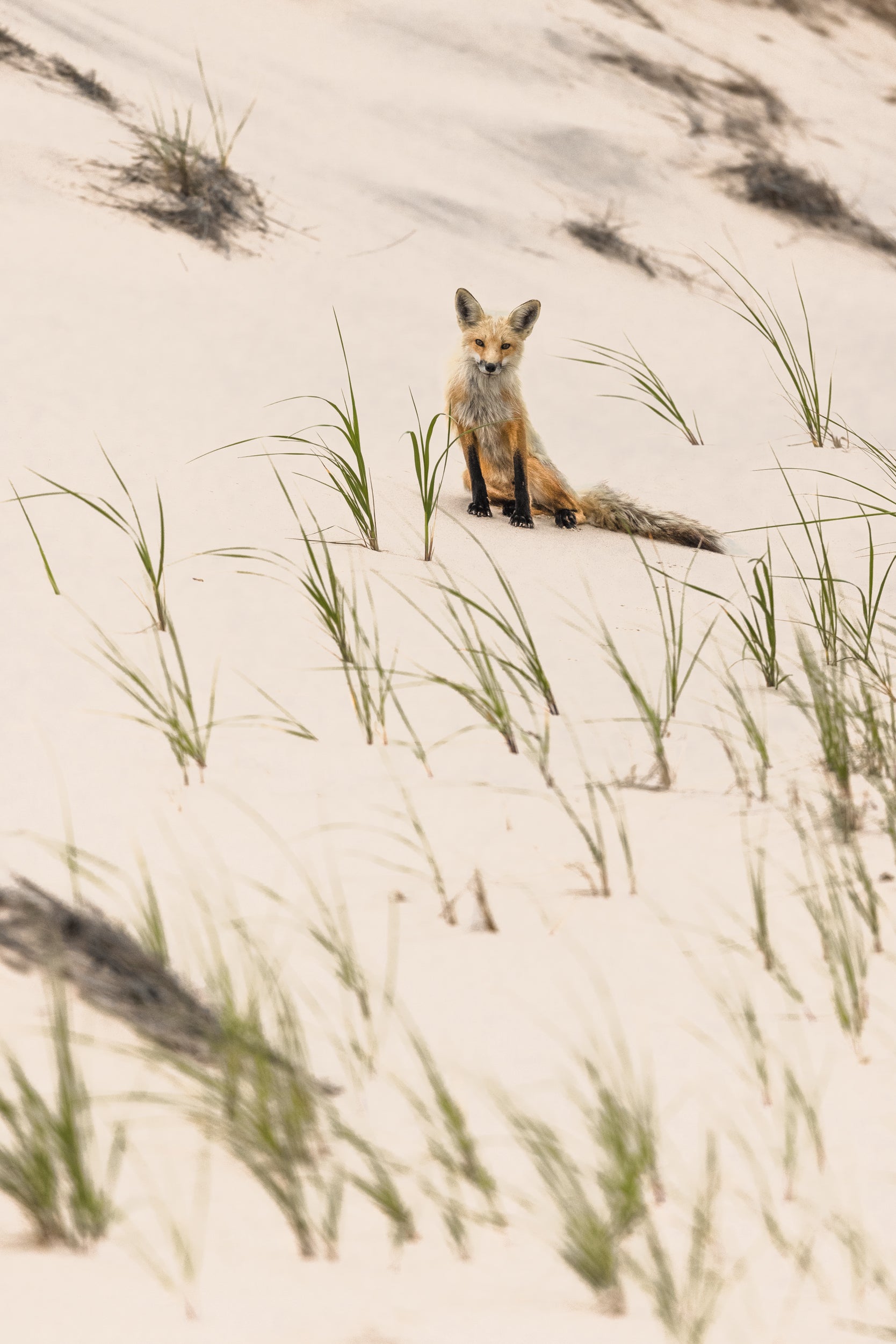 Renard roux - Été 069