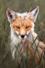 Renard roux - Été 071