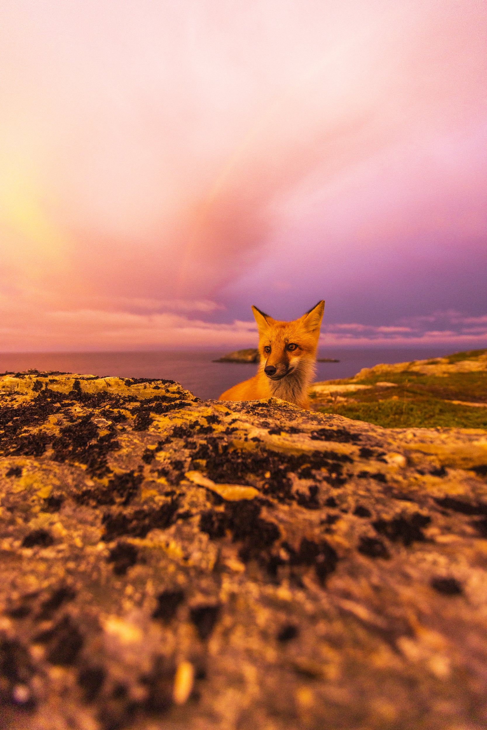 Renard roux - Été 077