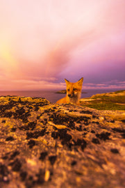 Renard roux - Été 077