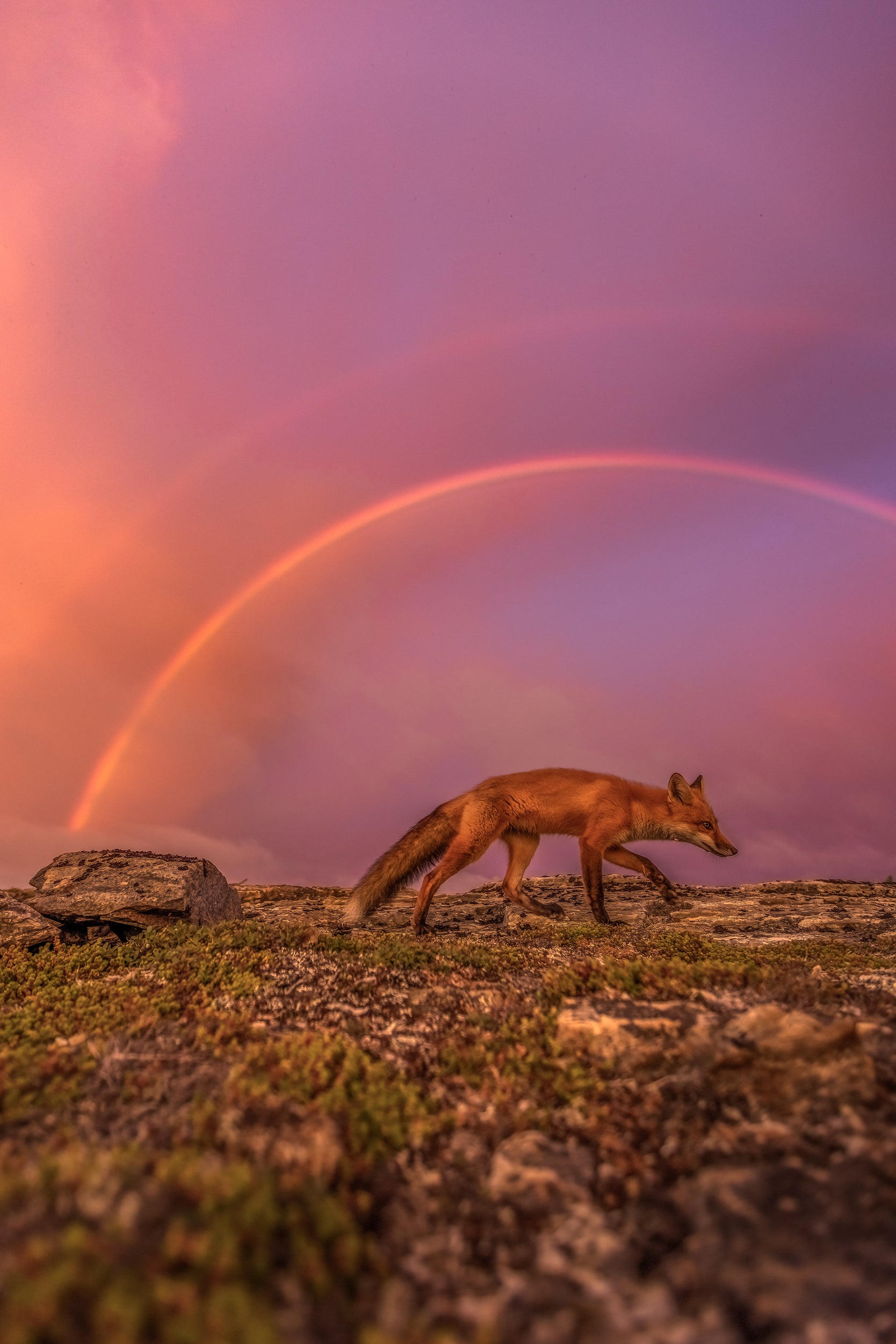 Renard roux - Été 086