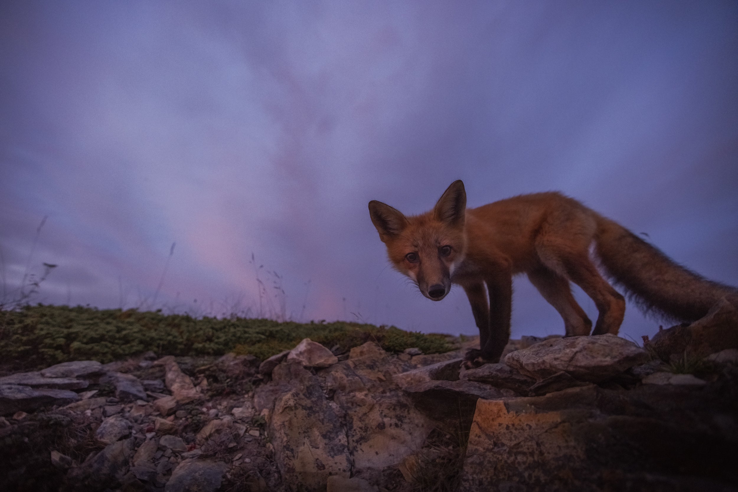 Renard roux - Été 088