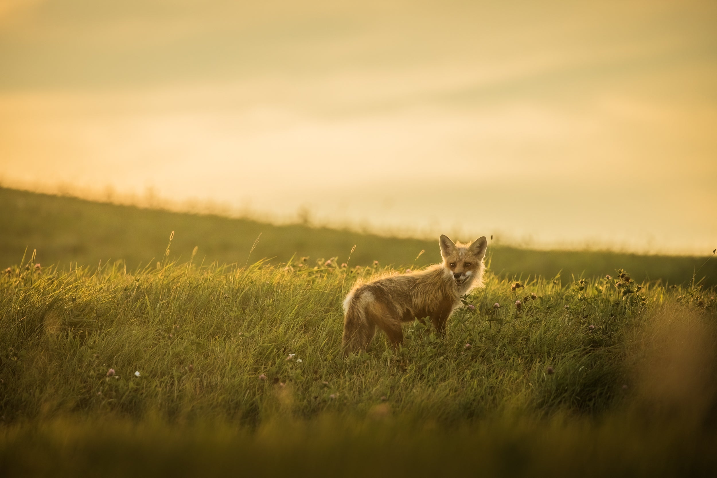 Renard roux - Été 089