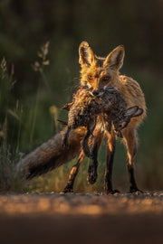 Renard roux - Été 095