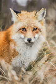 Renard roux - Été 098