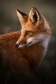 Renard roux - Été 099