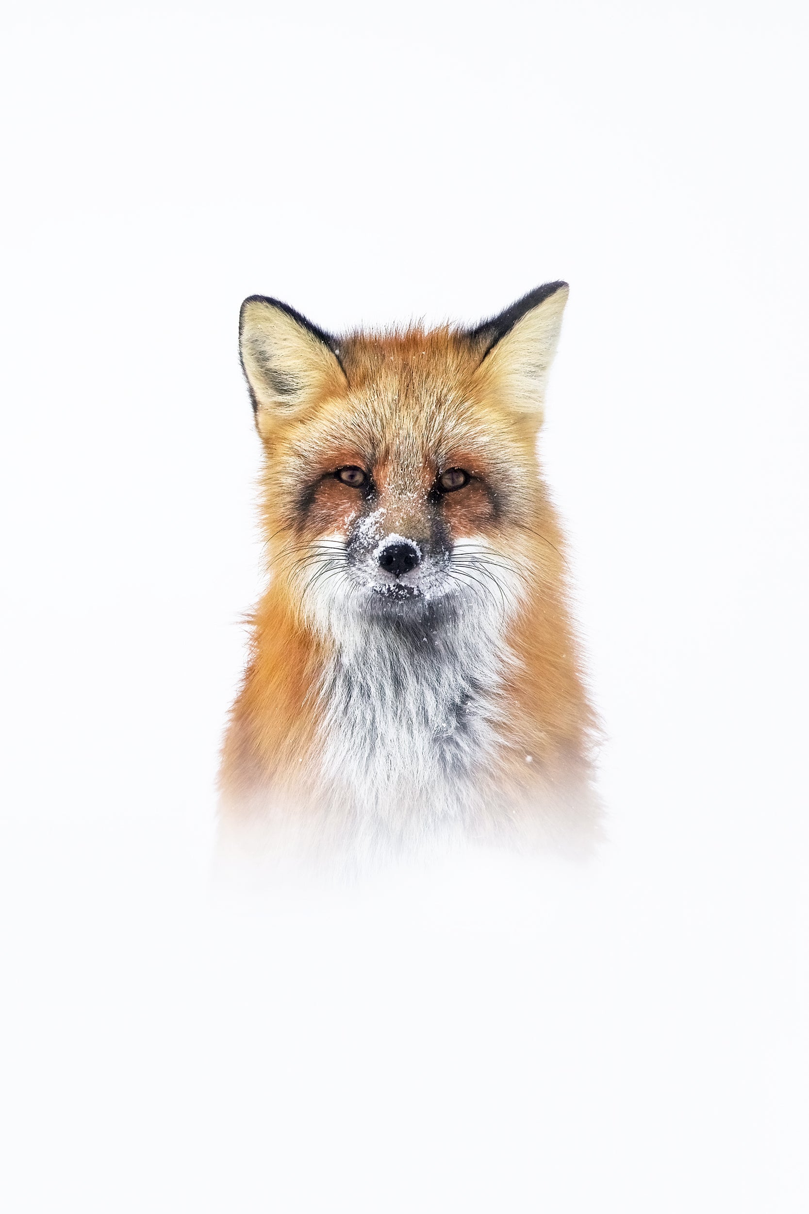 Renard roux - Hiver 001