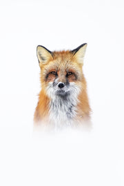 Renard roux - Hiver 001