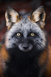 Renard roux - Hiver 004